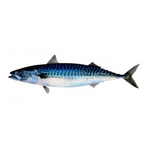 Whole Mackerel