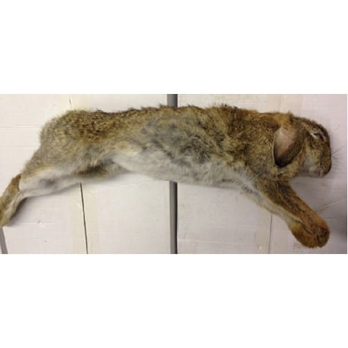 Whole Rabbits