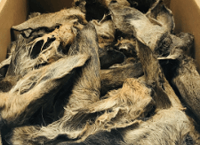 Hairy Deer Ears