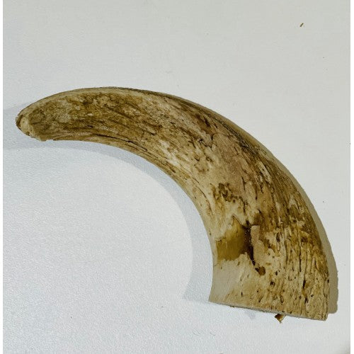 Lamb Horn Marrows
